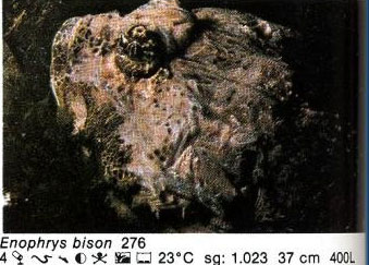 Enophrys bison